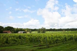 Oxney Organic Estate Sussex  Organics in an East Sussex oast house  The winery at Oxney is in an old hop house framed by...