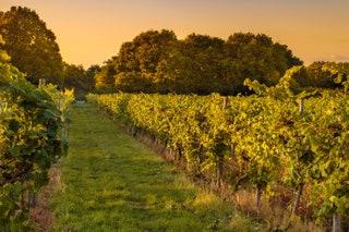 Astley Vineyard Worcestershire  Boutique bacchanalia in the Malverns  A visit to familyrun Astley means hearing tales...